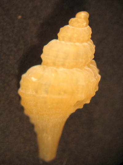 Trophonopsis muricatus